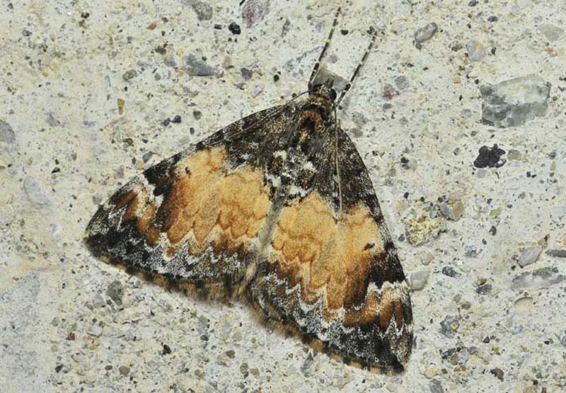 Dysstroma truncata